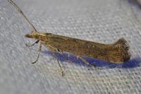 Plutella xylostella