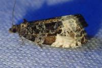 Hedya pruniana