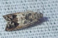 Cydia gr. succedana