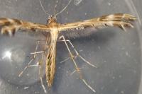 Oxyptilus