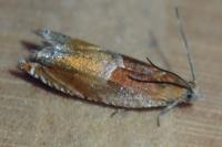 Ancylis mitterbacheriana