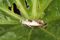 Ancylis laetana