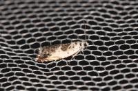 Ancylis laetana