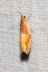 Ancylis mitterbacheriana