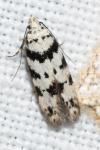 Pseudotelphusa scalella