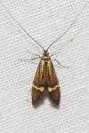 Nemophora degeerella