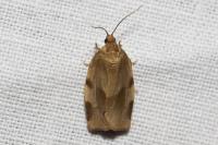 Choristoneura hebenstreitella