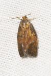 Ptycholoma lecheana