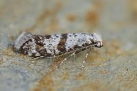 Scythropia crataegella