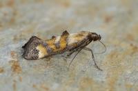 Epermenia pontificella
