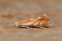 Phyllonorycter rebimbasi