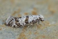 Scythropia crataegella