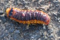 Cossus cossus