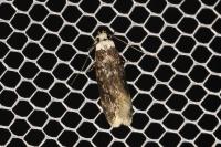 Endrosis sarcitrella