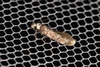 Endrosis sarcitrella