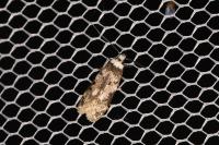 Endrosis sarcitrella
