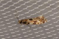 Nemapogon cloacellus