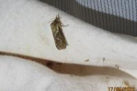 Korscheltellus lupulinus