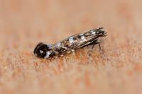 Parectopa ononidis