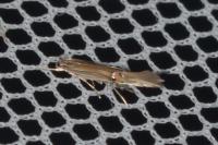 Cosmopterix lienigiella