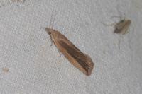 Bactra robustana