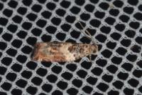 Gypsonoma imparana