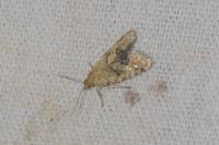Aethes williana