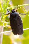 Ethmia chrysopyga