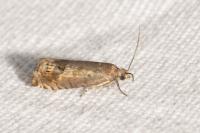 Cydia gr. succedana