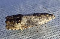 Cydia gr. succedana