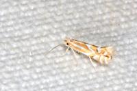 Phyllonorycter coryli