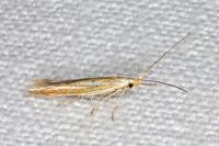 Coleophora albicosta