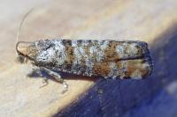 Pseudococcyx turionella