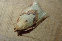 Clepsis consimilana