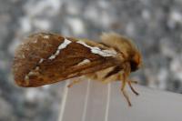 Korscheltellus lupulinus