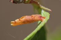 Coleophora spinella
