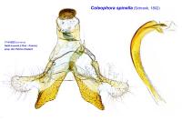 Coleophora spinella