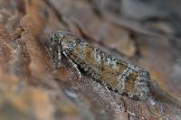 Rhyacionia pinivorana
