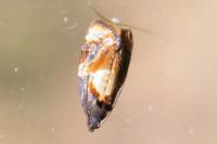 Ditula angustiorana