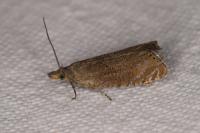Dichrorampha plumbana