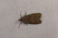 Dichrorampha plumbana