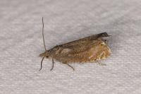 Dichrorampha plumbana