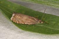 Dichrorampha plumbana