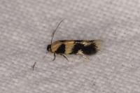 Etainia decentella