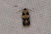 Etainia decentella