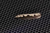 Ethmia bipunctella