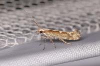 Plutella xylostella