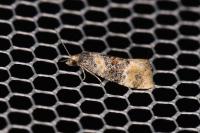Cochylis nana