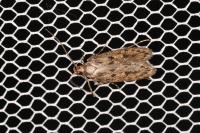 Hofmannophila pseudospretella