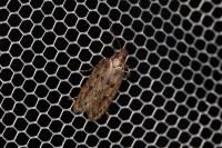 Hofmannophila pseudospretella
